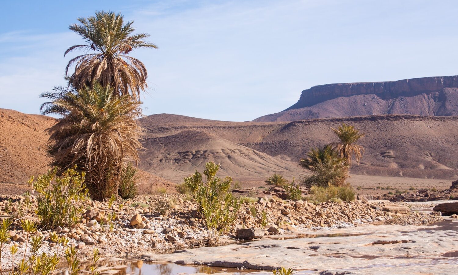 green cacti on dessert during daytime